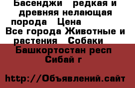 Басенджи - редкая и древняя нелающая порода › Цена ­ 50 000 - Все города Животные и растения » Собаки   . Башкортостан респ.,Сибай г.